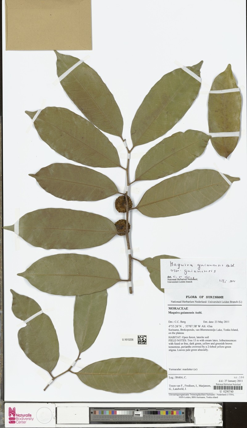 Maquira guianensis subsp. guianensis photo 3