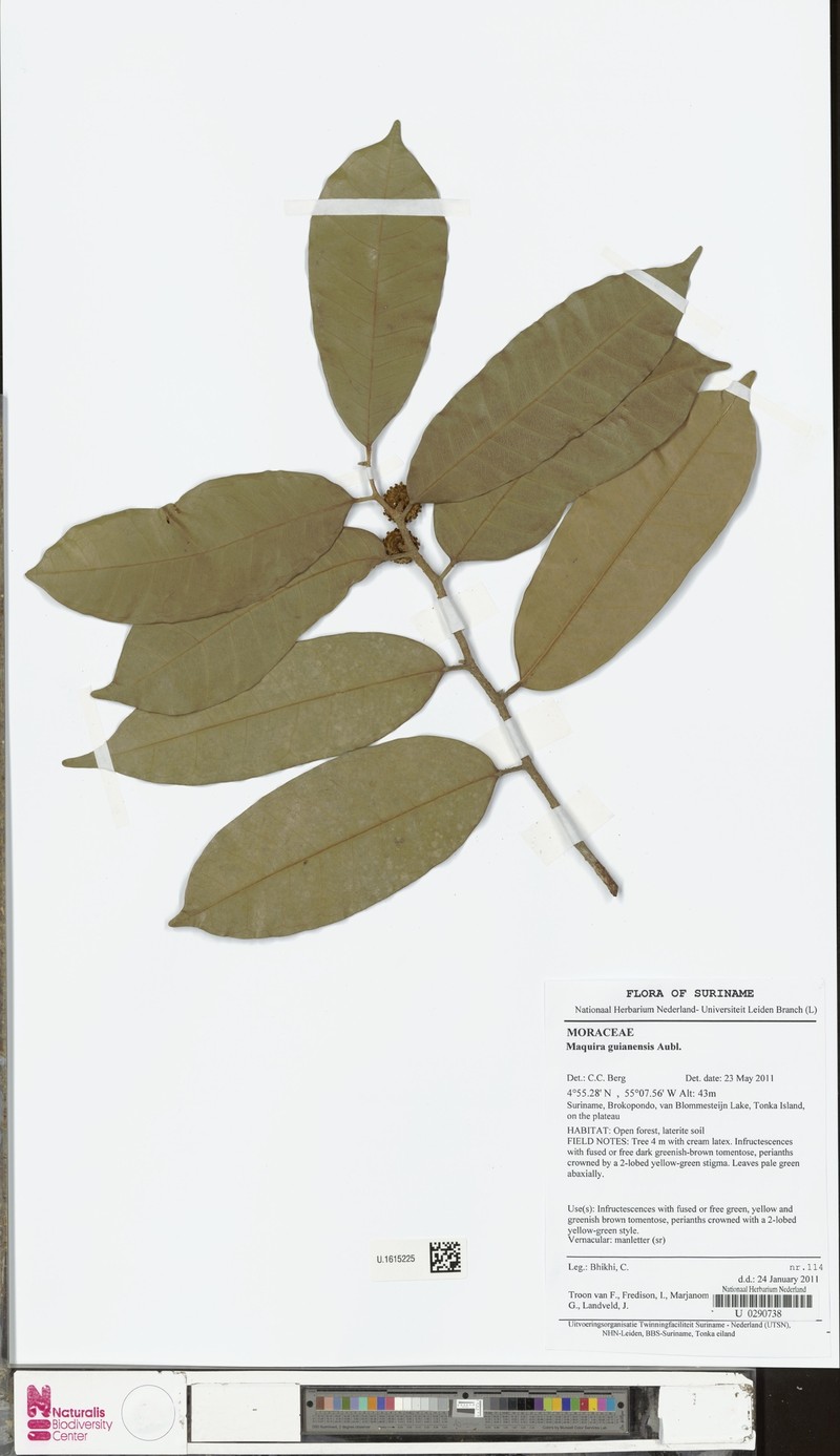 Maquira guianensis subsp. guianensis photo 4