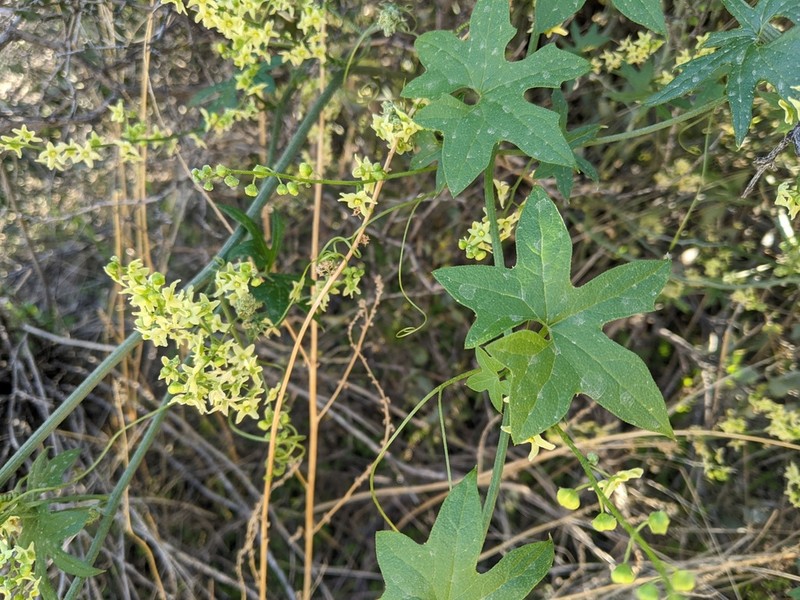 Gila Manroot photo 2