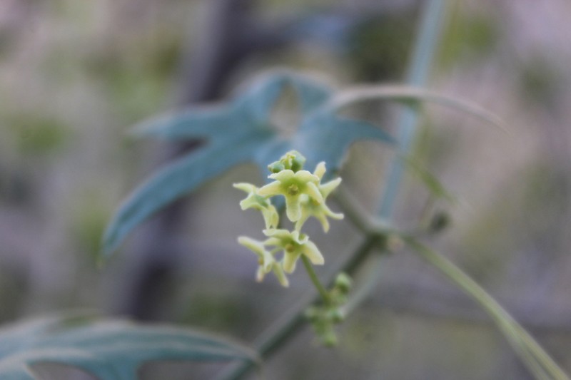 Gila Manroot photo 6