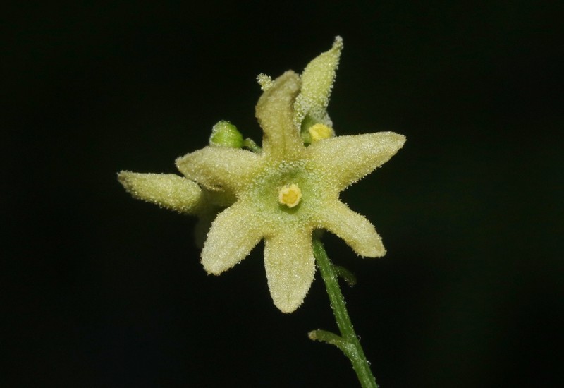 Gila Manroot photo 8