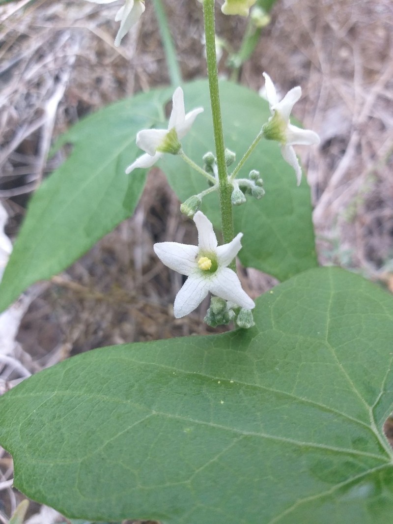 Marah guadalupensis