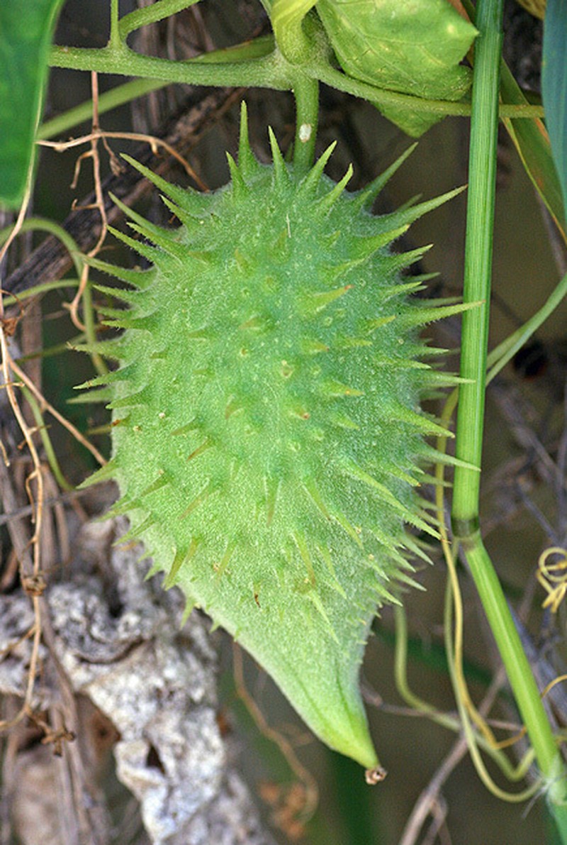 Marah guadalupensis photo 3