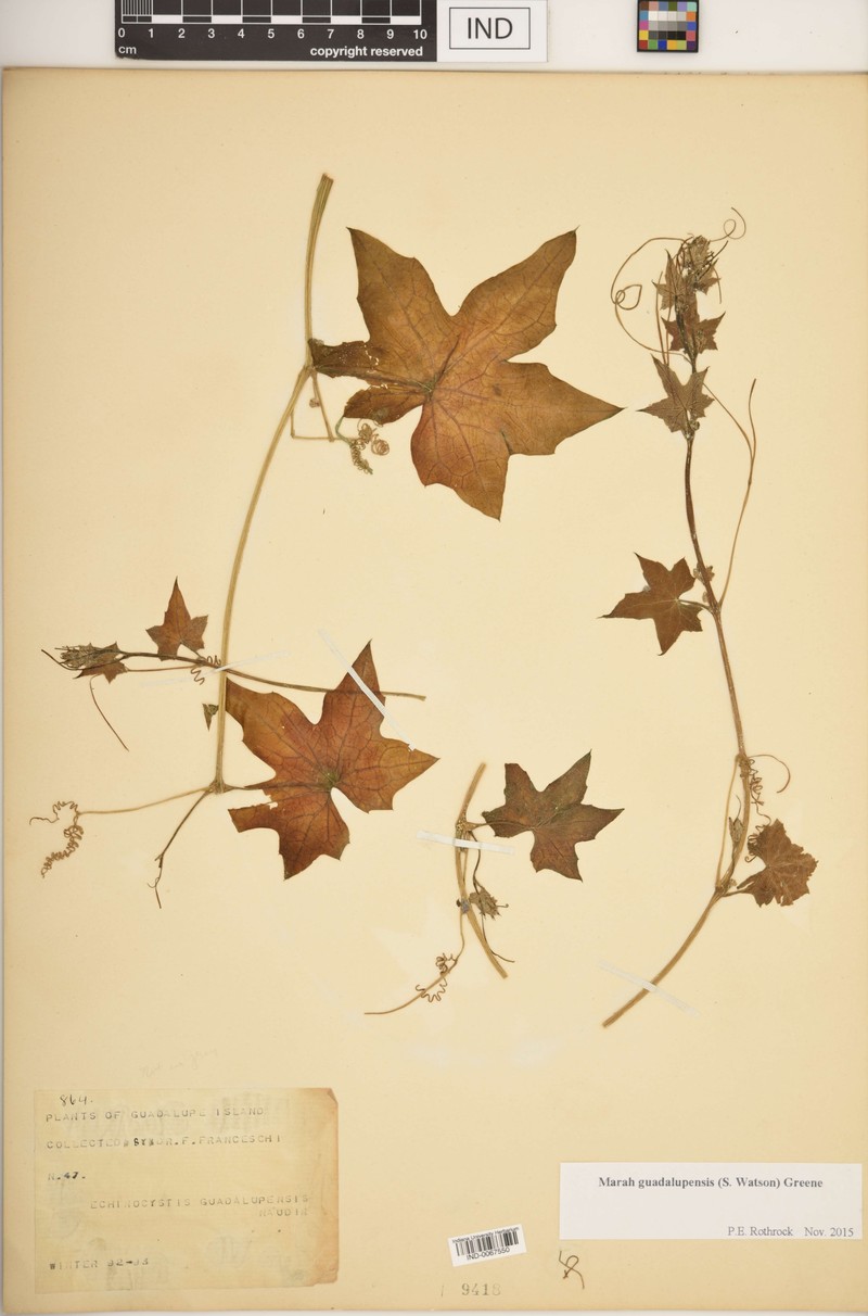Marah guadalupensis photo 5