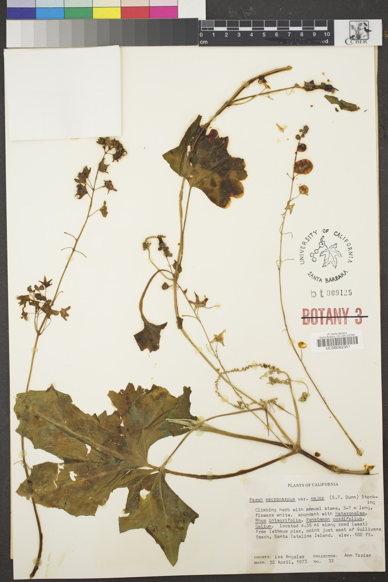 Marah guadalupensis photo 6