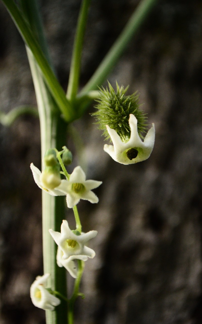 Sierra Manroot photo 4