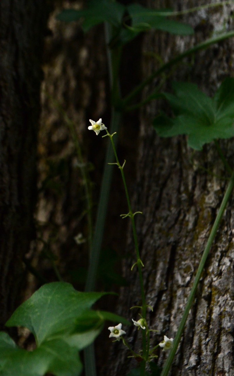 Sierra Manroot photo 3