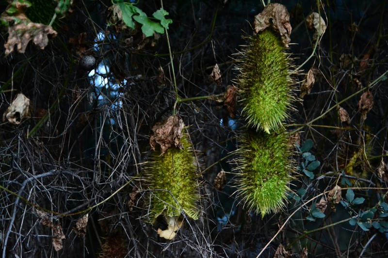 Sierra Manroot photo 4