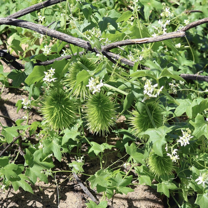 Marah macrocarpa