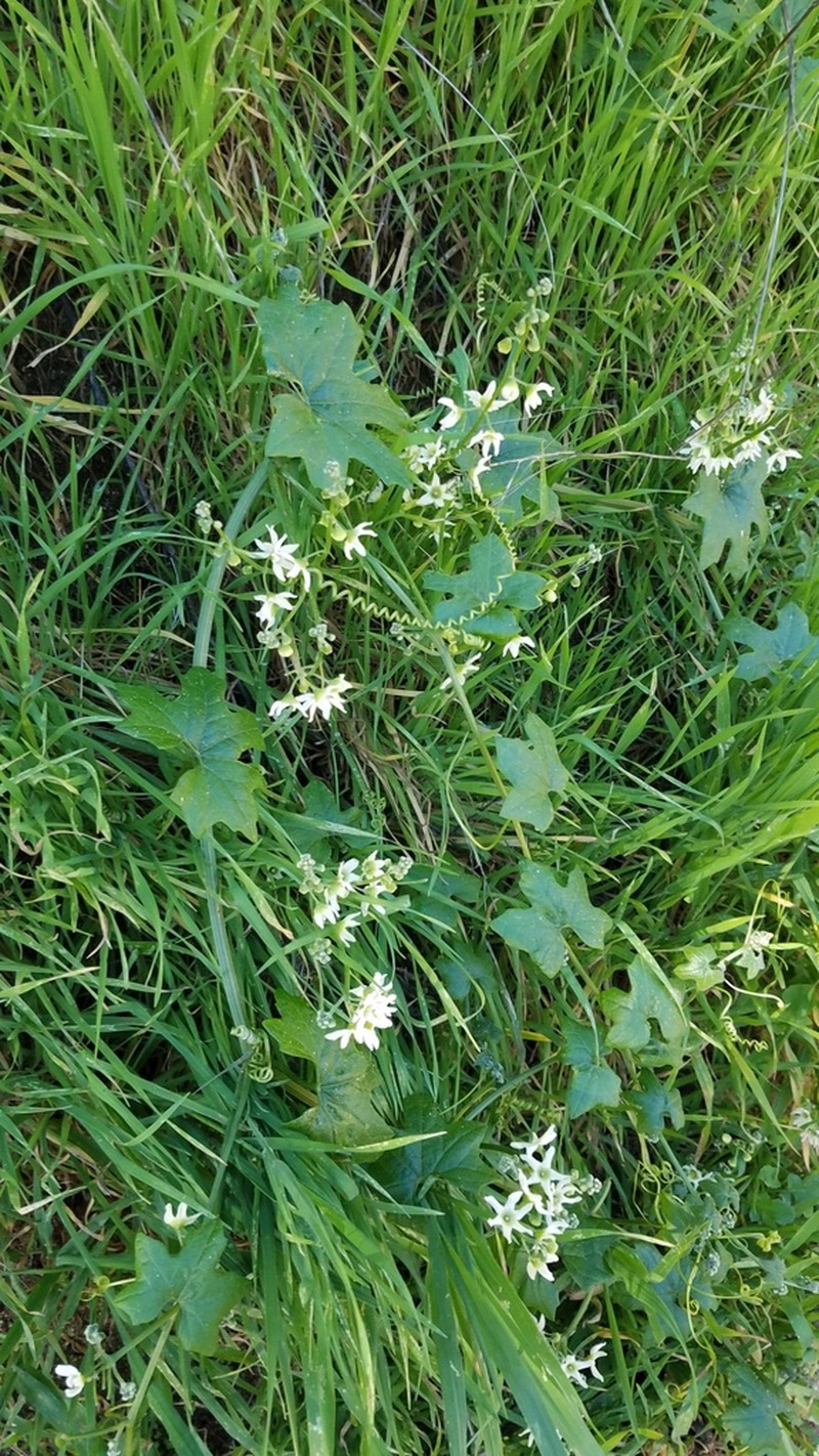 Marah macrocarpa photo 4