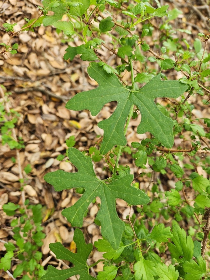 Marah macrocarpa photo 7