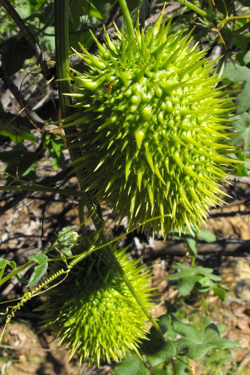 Cucamonga Manroot photo 3