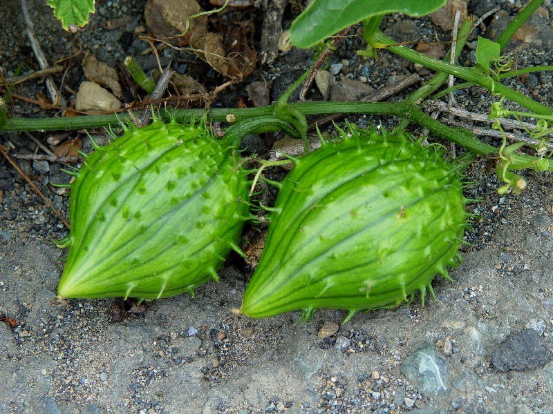 Coastal Manroot photo 3