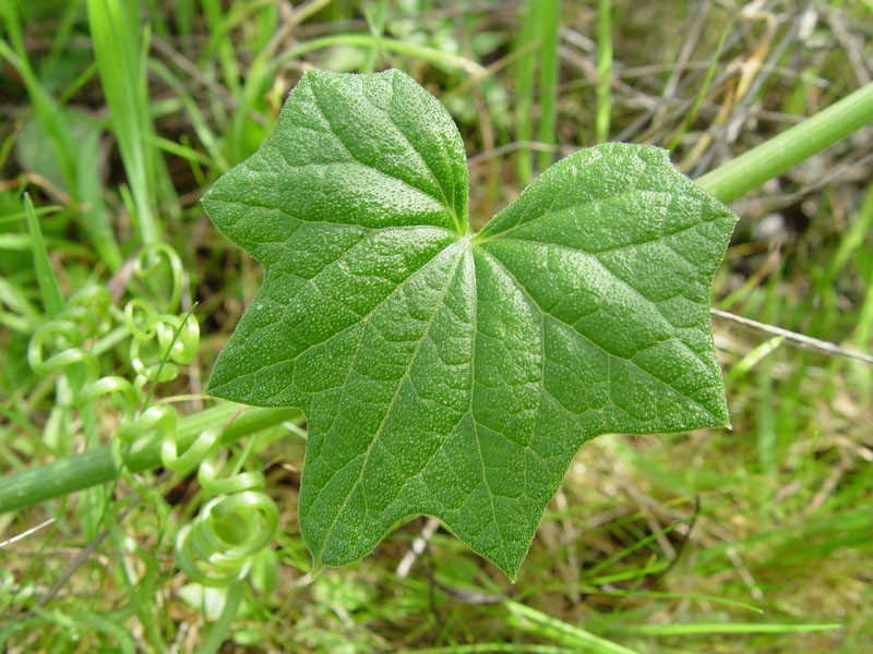 Coastal Manroot photo 4