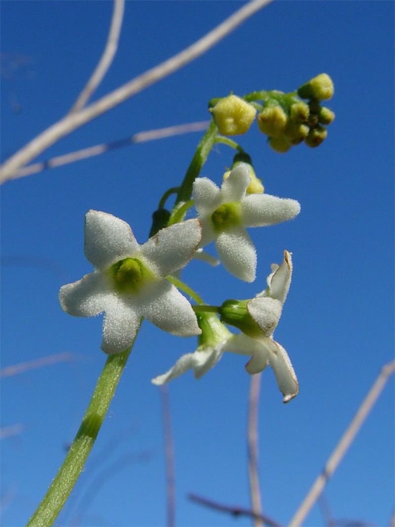 Coastal Manroot photo 4