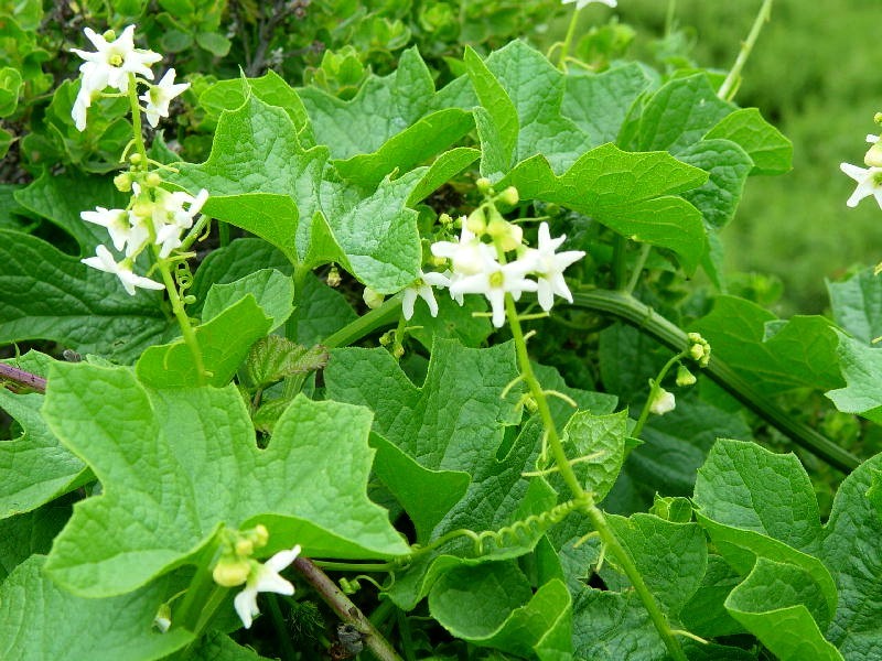 Coastal Manroot