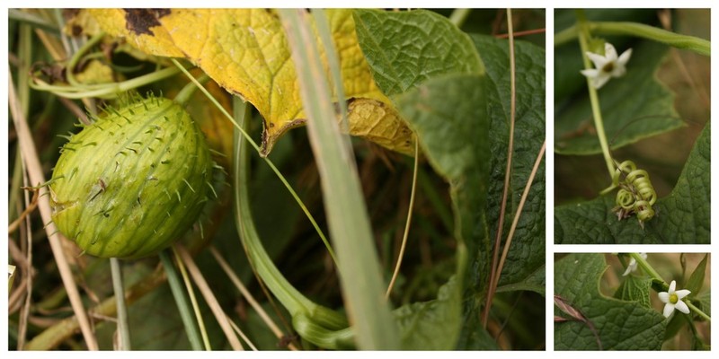Coastal Manroot photo 5