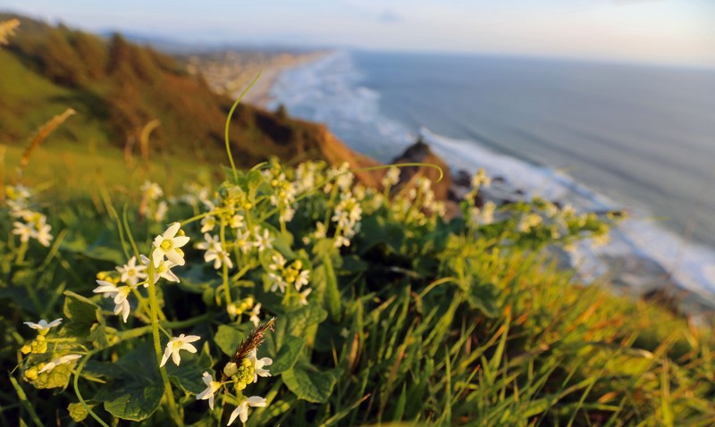 Coastal Manroot photo 6