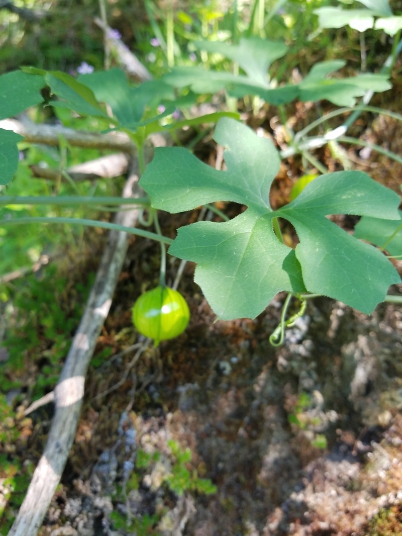 Taw Manroot photo 2