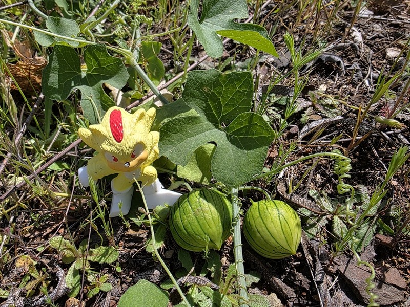 Taw Manroot photo 3