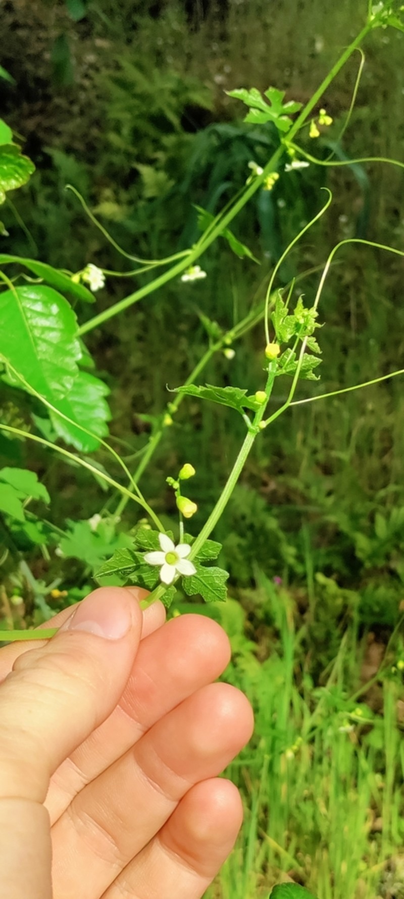 Taw Manroot photo 4