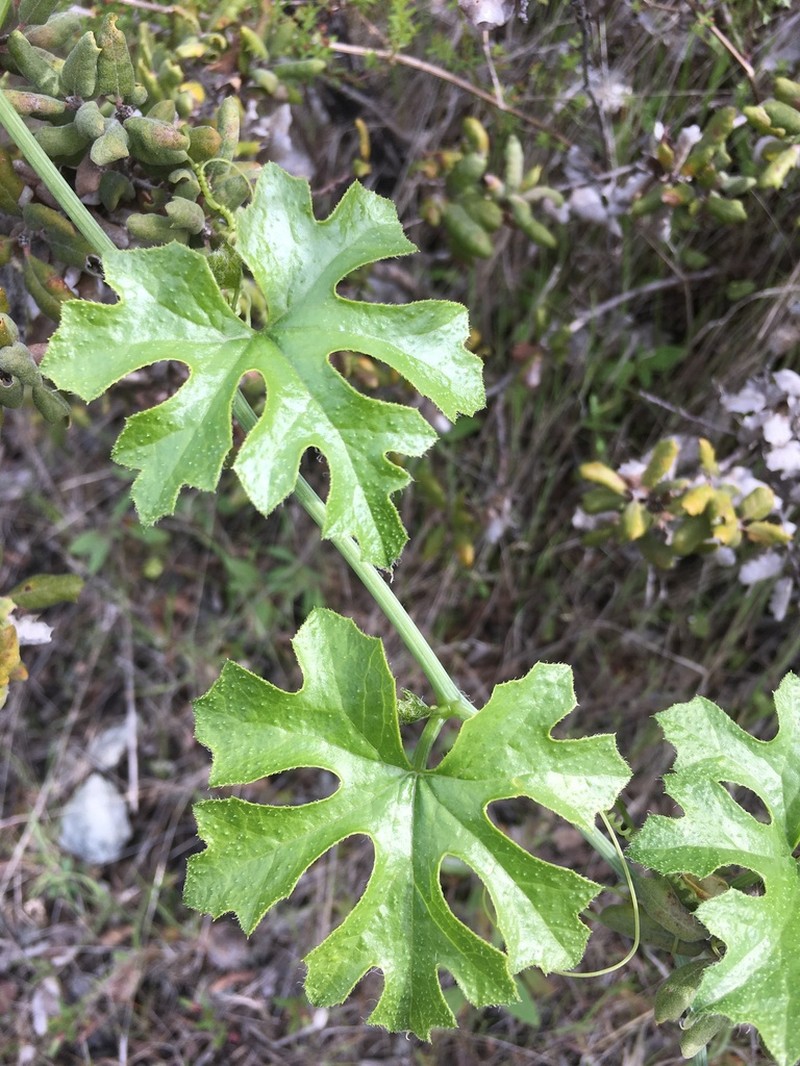 Taw Manroot photo 5