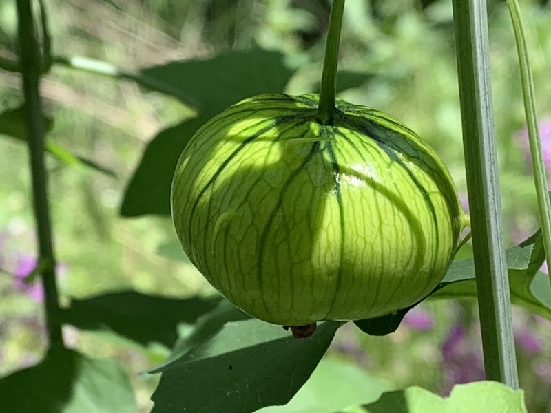 Taw Manroot photo 7