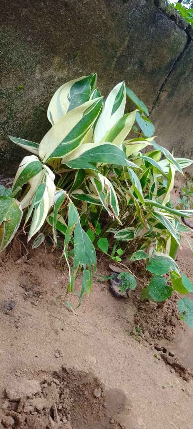 Arrowroot photo 5
