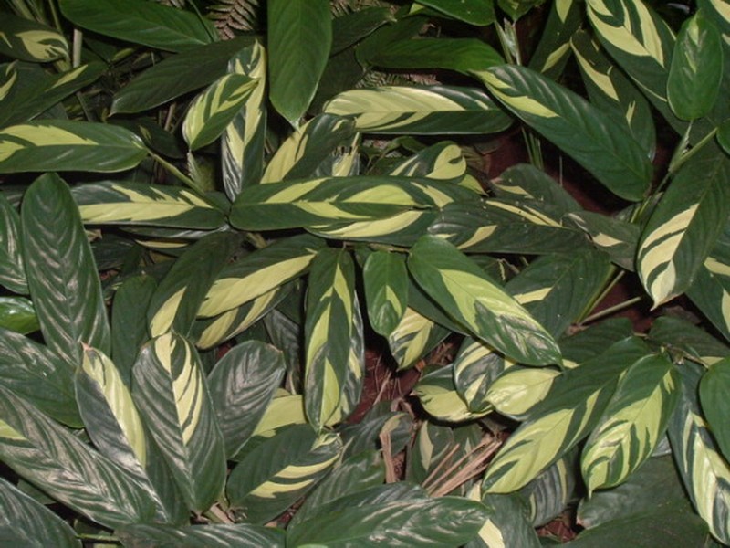 Arrowroot photo 6