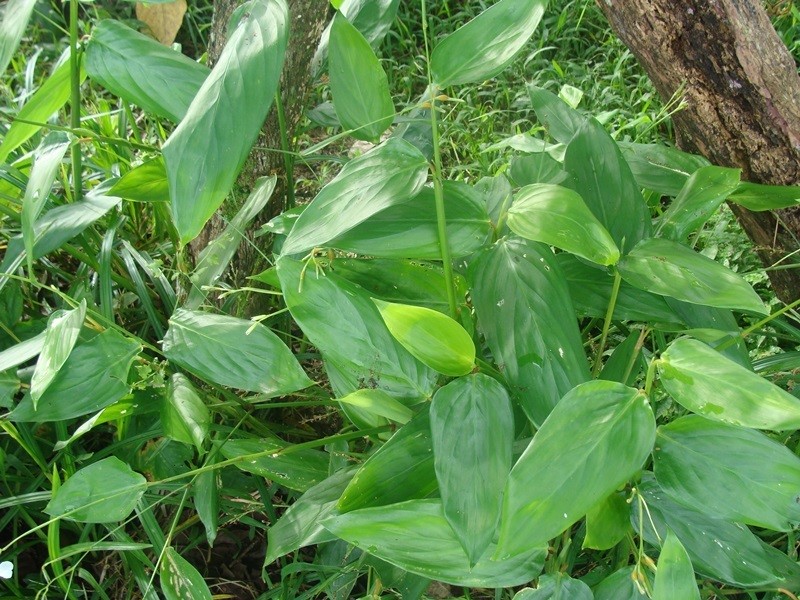 Arrowroot photo 2
