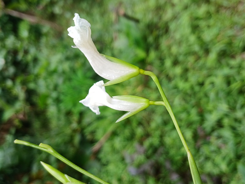 Arrowroot photo 3