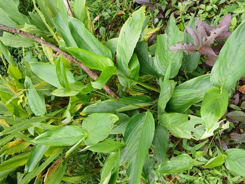 Arrowroot photo 4