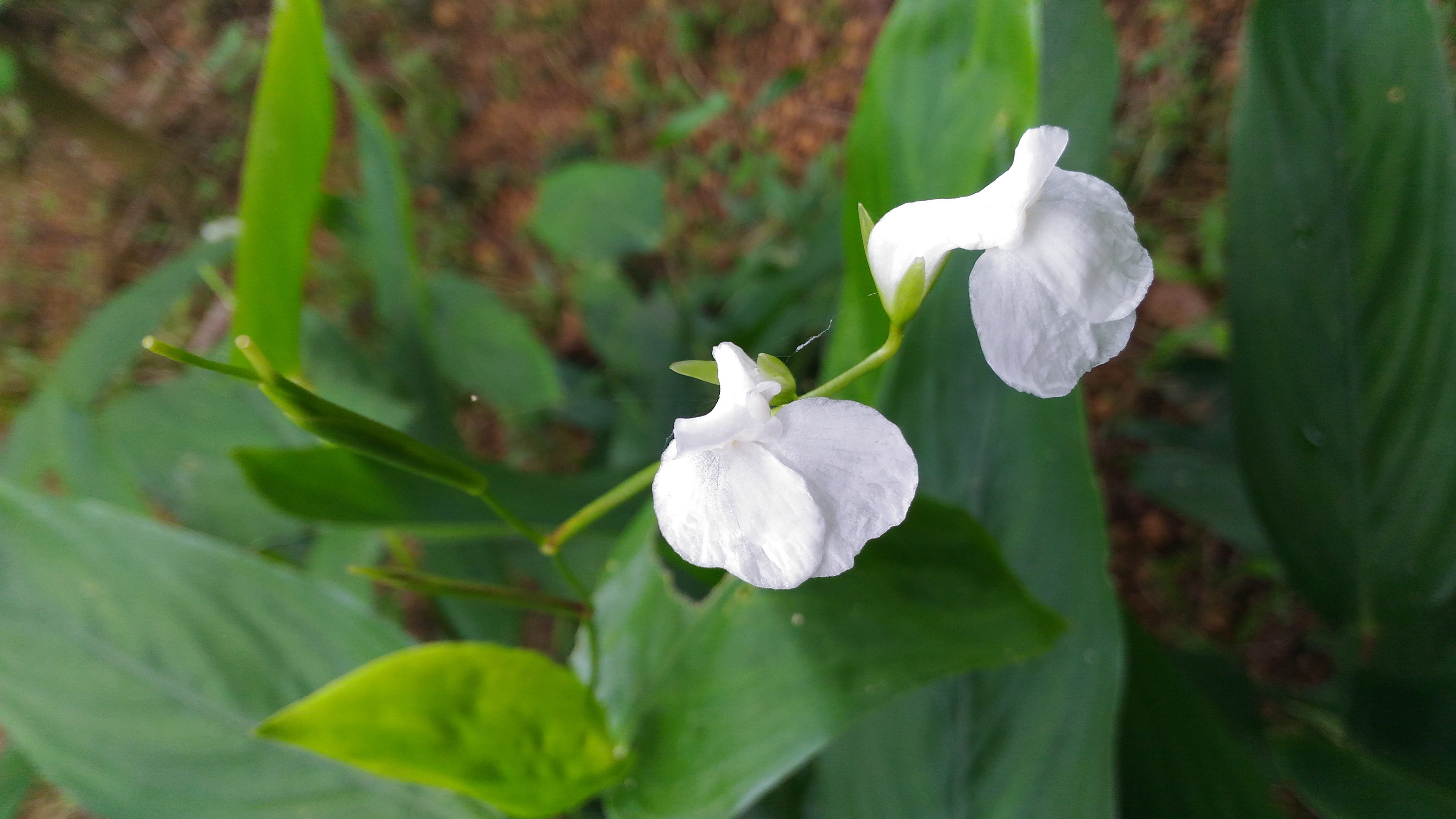 Arrowroot photo 7