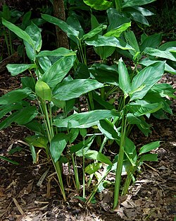 Arrowroot