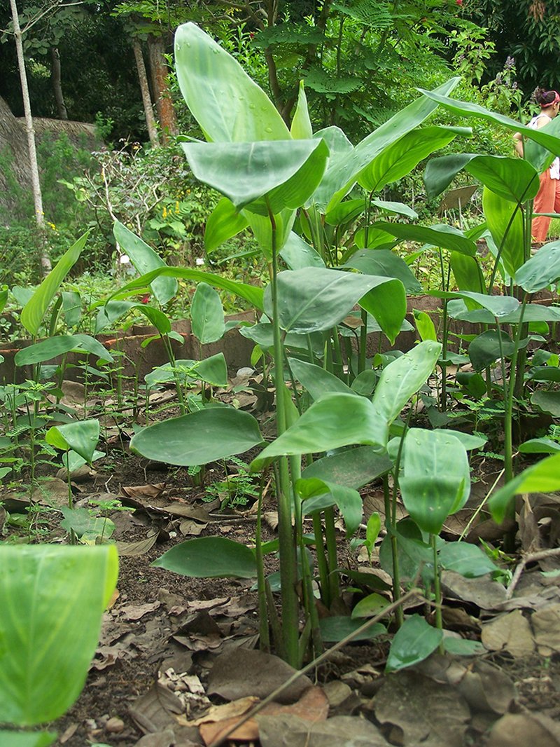 Arrowroot photo 8