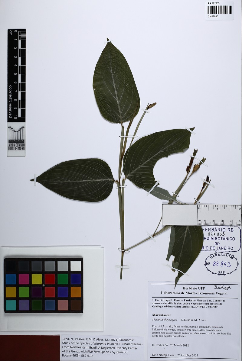 Maranta chrysogina