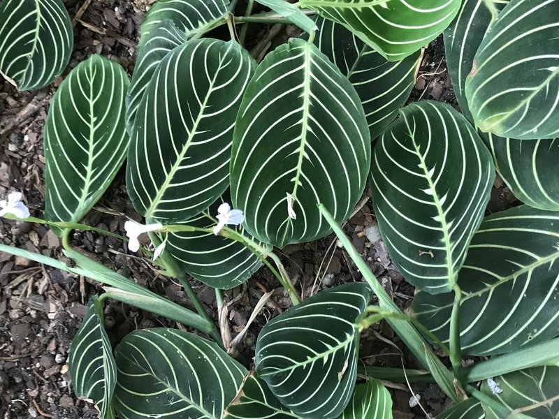 Prayerplant