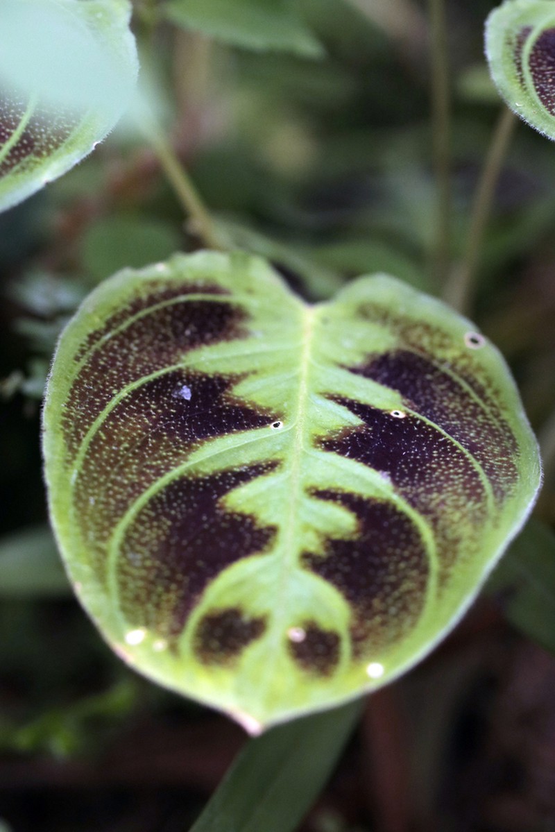 Maranta testudinea