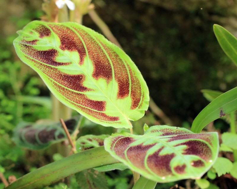 Maranta testudinea photo 2