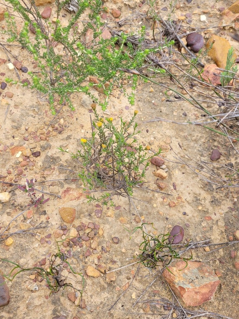 Marasmodes crewiana
