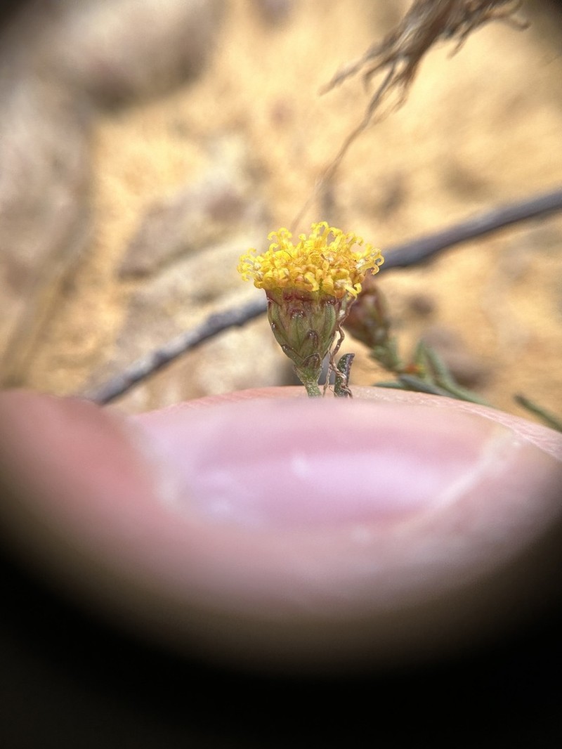 Marasmodes crewiana photo 4