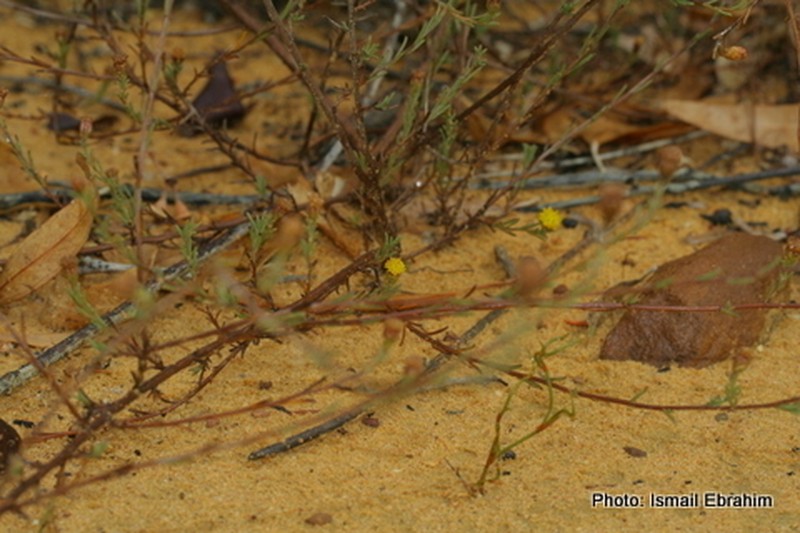 Marasmodes crewiana photo 5