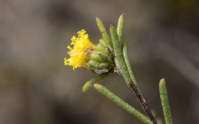 Marasmodes defoliata photo 2