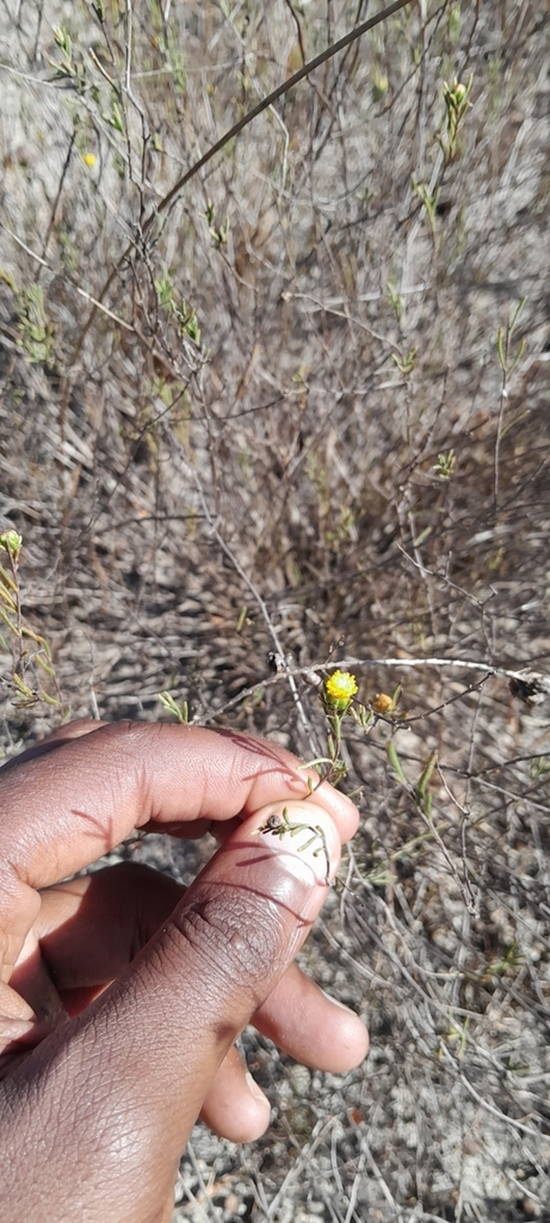 Marasmodes defoliata photo 3