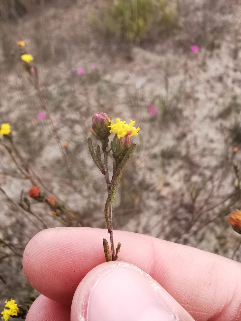 Marasmodes defoliata photo 4
