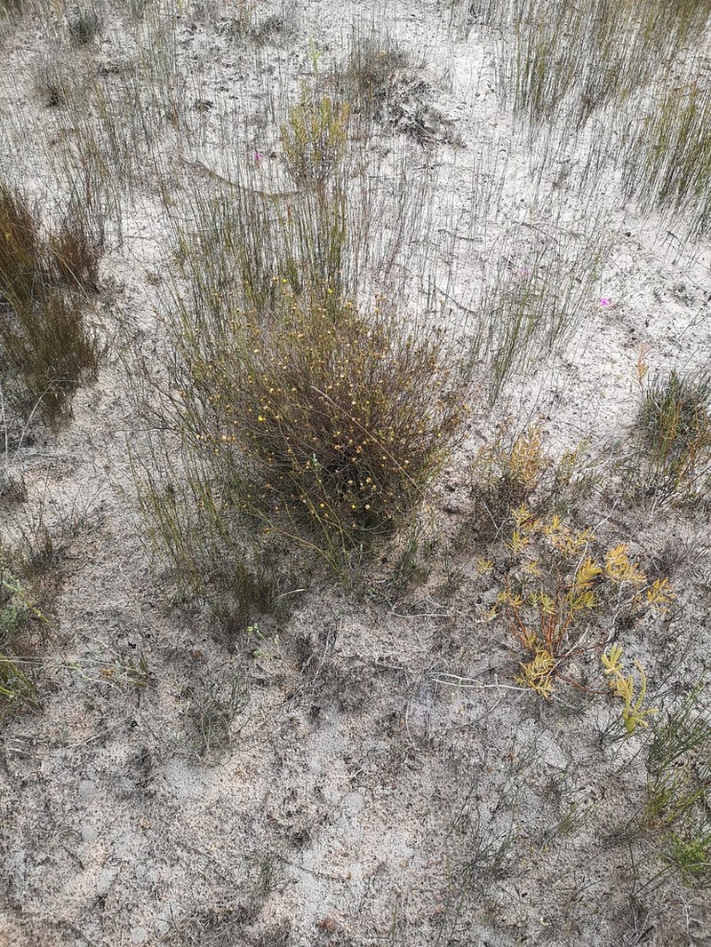 Marasmodes defoliata photo 6