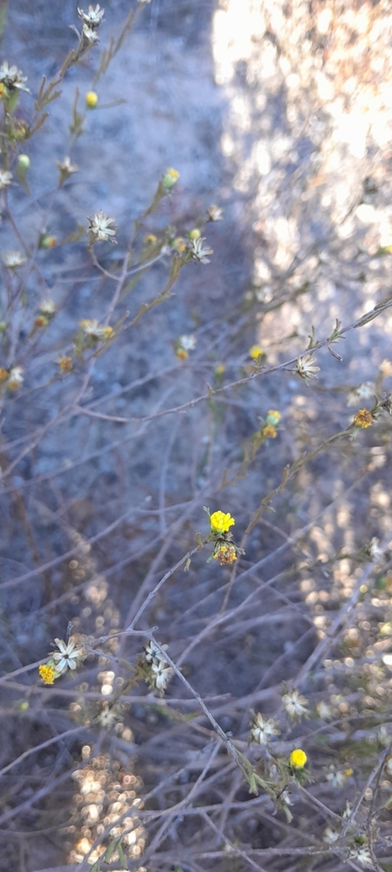 Marasmodes defoliata photo 7