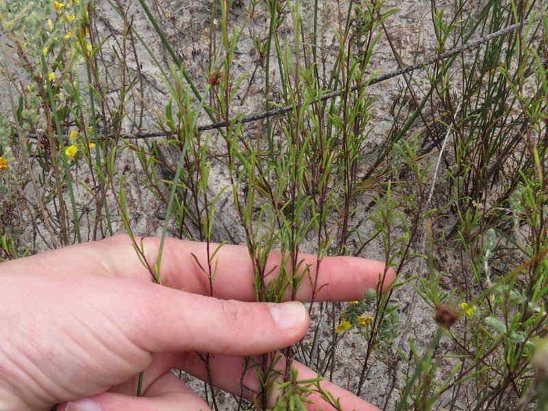 Marasmodes defoliata photo 8