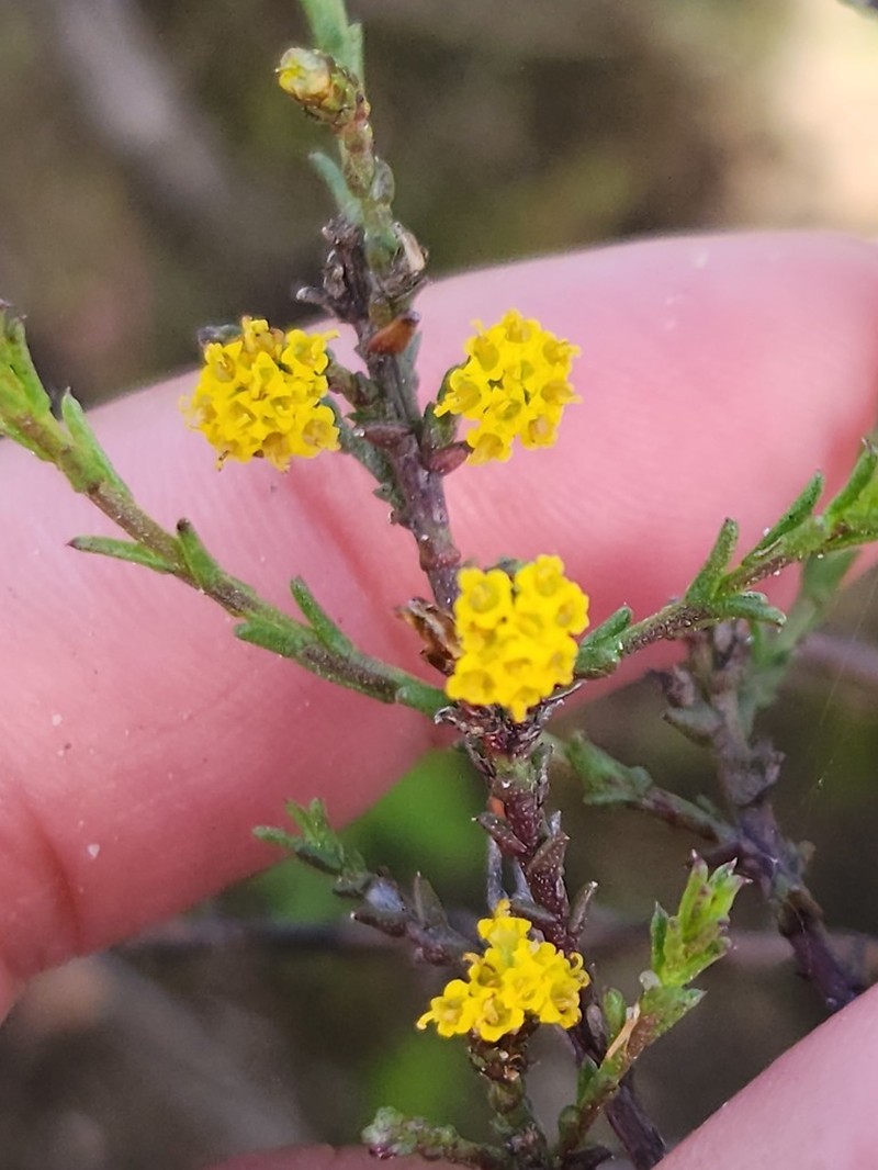 Marasmodes dummeri