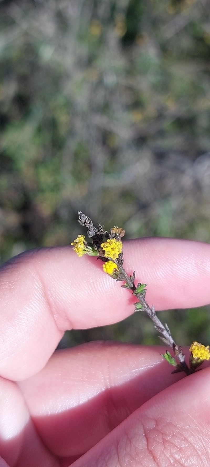 Marasmodes dummeri photo 2